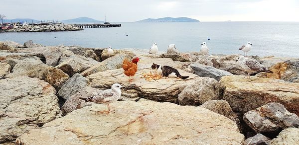 High angle view of seagulls on shore