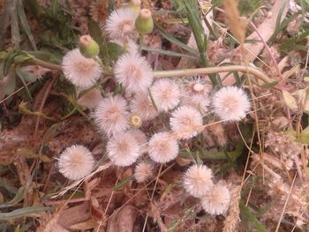 High angle view of flowers