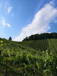 Scenic view of vineyard against sky