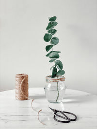 Close-up of potted plant on table against white background