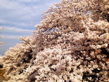 Low angle view of cherry blossom against sky