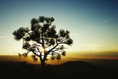 Scenic view of silhouette tree against clear sky