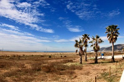 Palm trees on field against sky