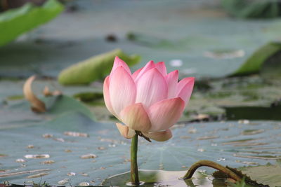 Close-up of pink lotus water lily