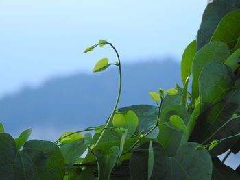 Close-up of fresh green plant against sky