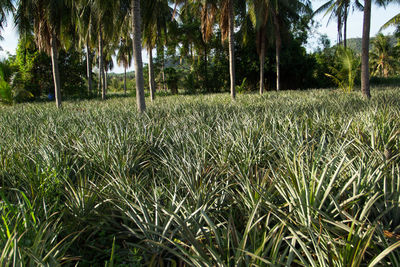 View of palm trees on field