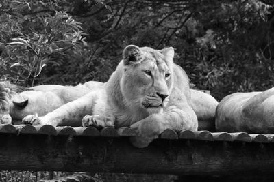 View of cats resting