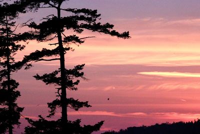 Low angle view of silhouette tree against sky at sunset