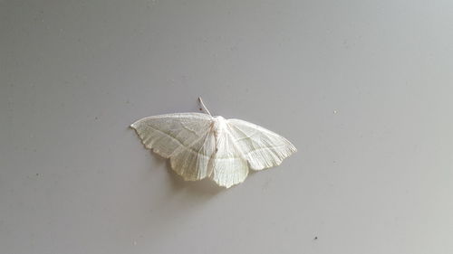 Close-up of white moth on wall