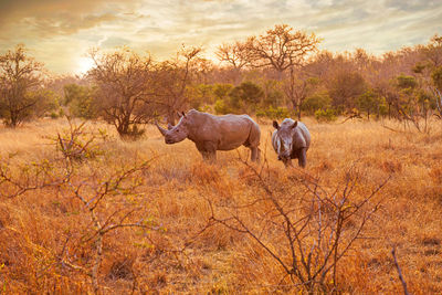 Pair of endangered black rhinos standing close together