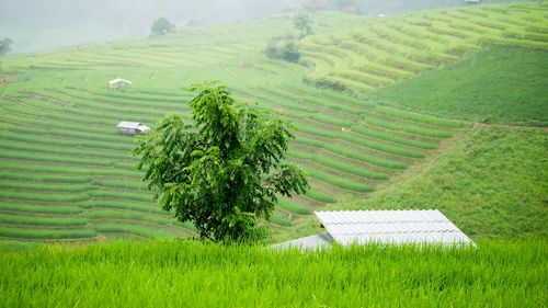 Scenic view of agricultural field
