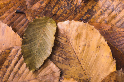 Full frame shot of dry leaves during autumn