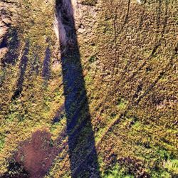 Shadow of trees on grassy field