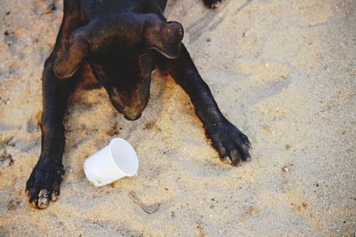 Close-up of dog on a beach