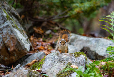 Squirrel on rock