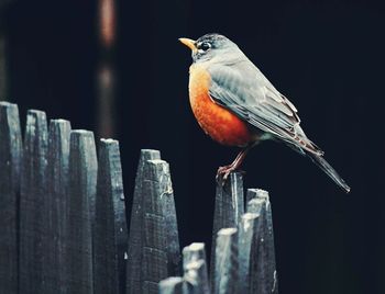 Close-up of bird perching on wooden post