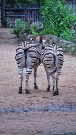 View of zebra