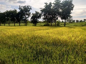 Scenic view of agricultural field against sky