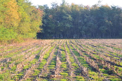 Scenic view of agricultural field against sky