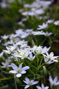 Close-up of white flowering plants