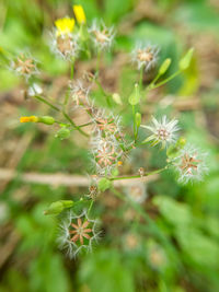 Close-up of flowering plant