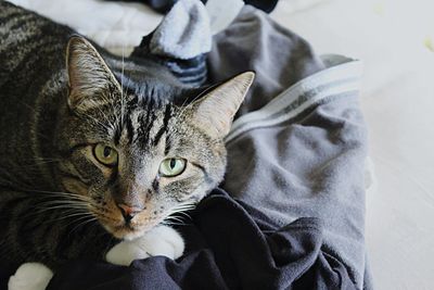 High angle view portrait of tabby cat