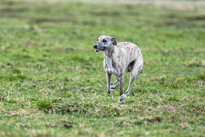 Dogs running on field