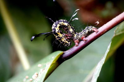 Close-up of spider on web