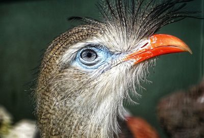 Close-up of bird