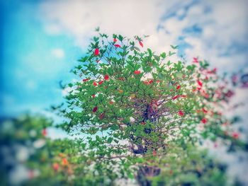 Close-up of red flower tree against sky