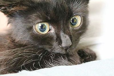 Close-up portrait of cat