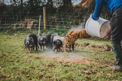 Man feeding food to pigs at farm