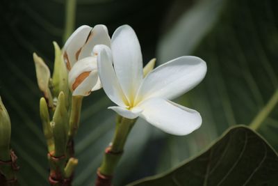 Close-up of white flower