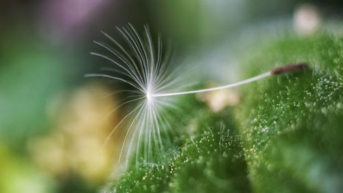 Close-up of dandelion