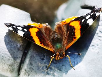 Close-up of butterfly