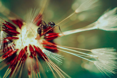 Close-up of insect on plant