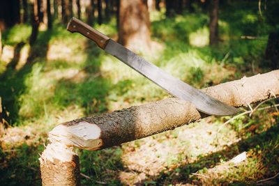 Close-up of log on wood in forest