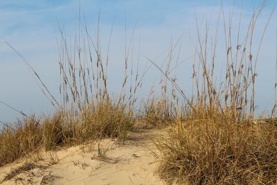 Plants growing on beach against sky