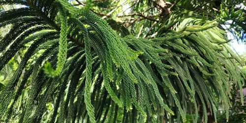 Close-up of pine tree