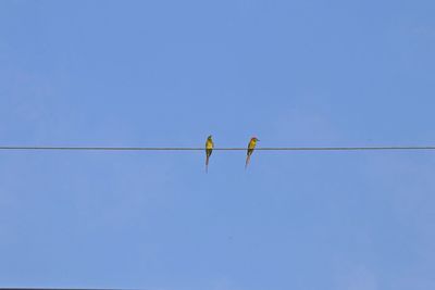 Low angle view of bird perching on cable against blue sky