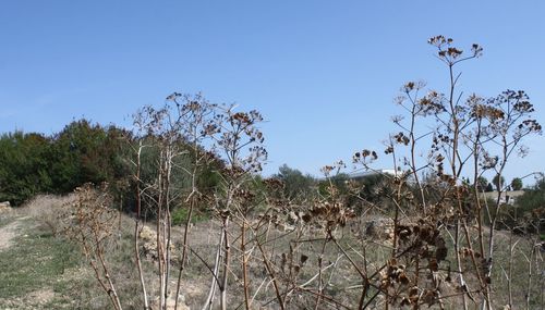 Low angle view of trees against clear sky