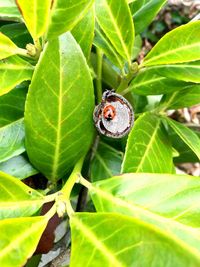 Close-up of insect on leaf