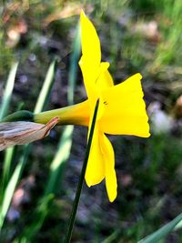 Close-up of yellow leaf