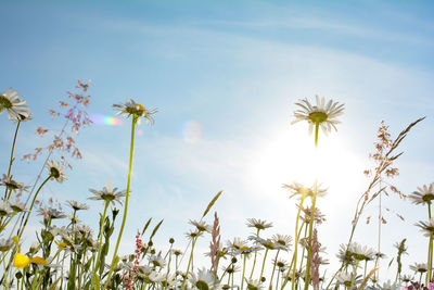 Daisies on the meadow with bright sun and blue sky