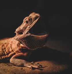 Close-up of a lizard, bearded dragon