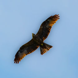 A black kite flying high with wings spread
