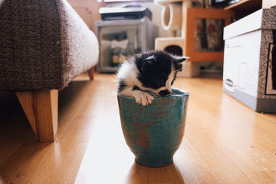 Cat sat in a mug at home