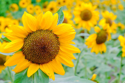 Beautiful blooming sunflowers in the field with a green nature background