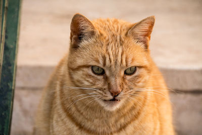 Close-up portrait of tabby cat