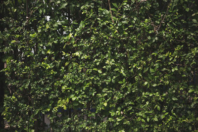 Full frame shot of fresh green plants